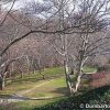 Dumbarton Oaks